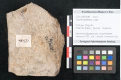 Foto (Objekt + Etikett) von Cassia hyperborea Unger (NHMW-GEO-2024-0188-8049)